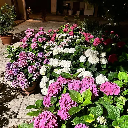 Le Ortensie * Castagnole