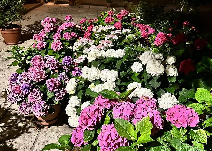 Le Ortensie * Castagnole